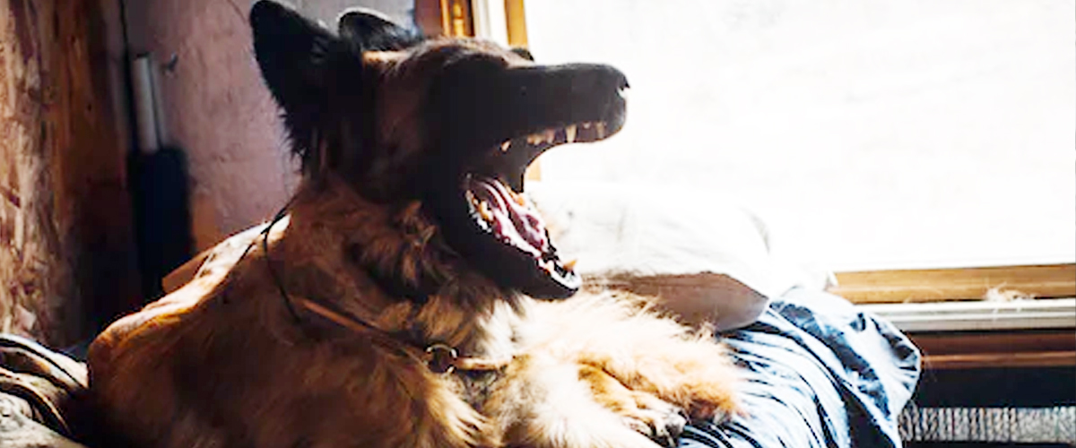 DOG HOWLING – SEPARATION ANXIETY