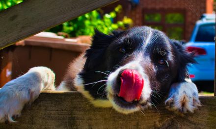FACE LICKING