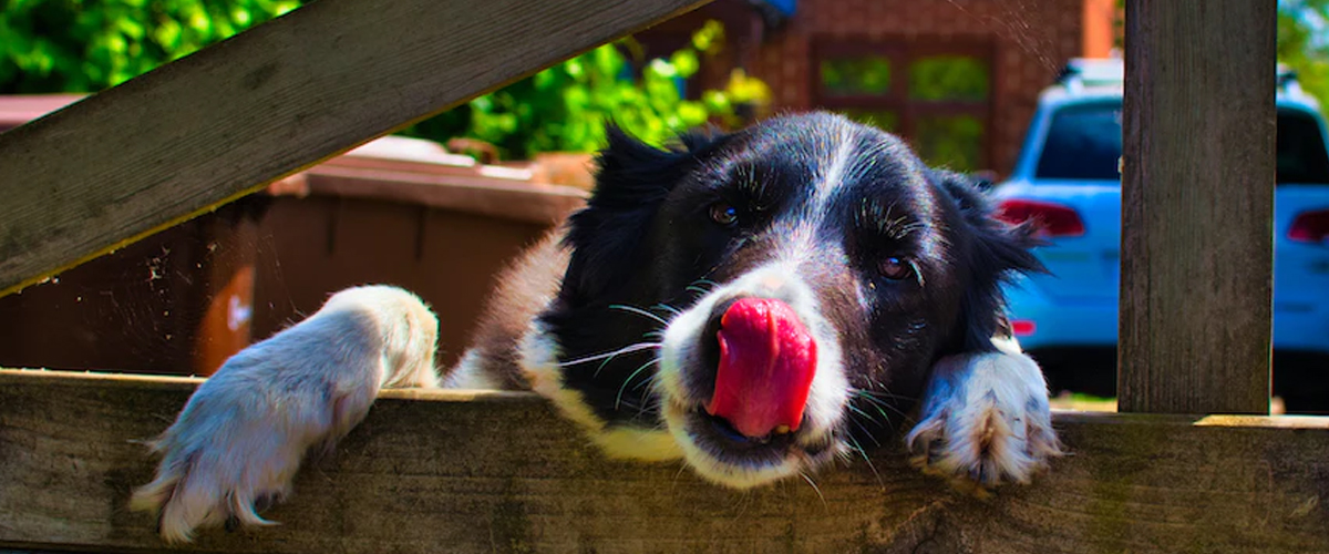 FACE LICKING