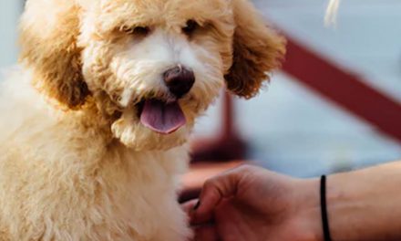 DOG MASSAGE