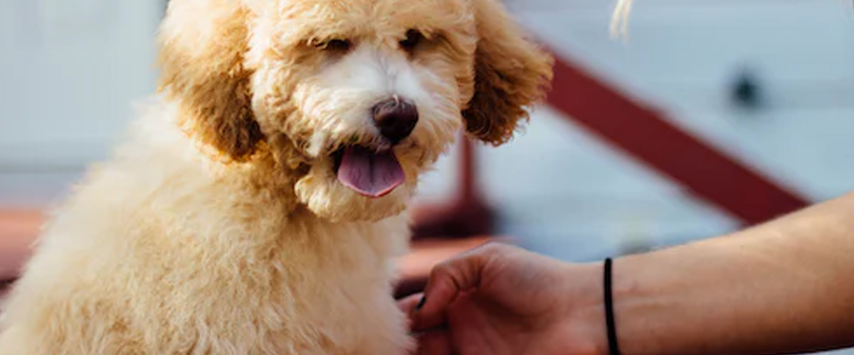 DOG MASSAGE