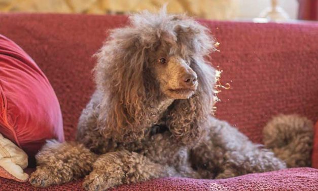 Crafting a Daily Routine For Your Dog