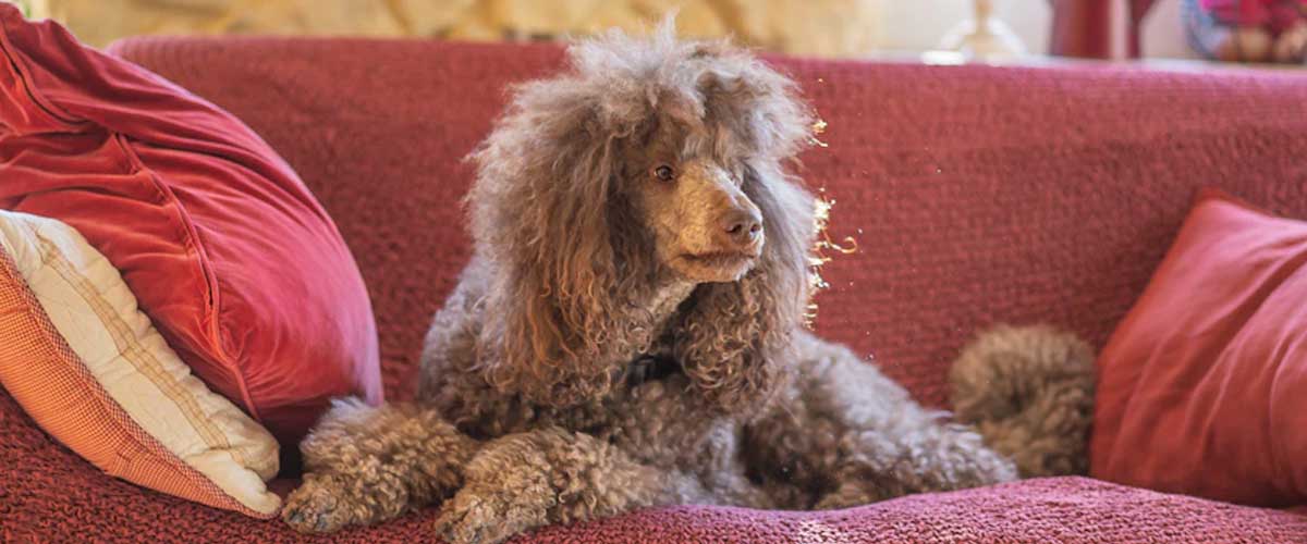 Crafting a Daily Routine For Your Dog