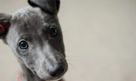 DRY DOG FOOD