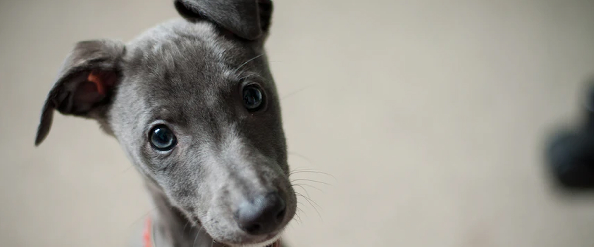 DRY DOG FOOD