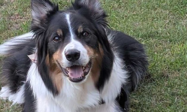 Creating an Agility Course Using Household Items for Your Dog