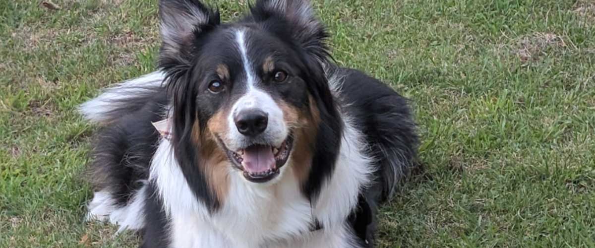 Creating an Agility Course Using Household Items for Your Dog