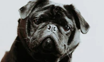 THE HIDDEN PUPPY LANGUAGE