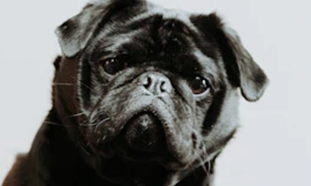 THE HIDDEN PUPPY LANGUAGE
