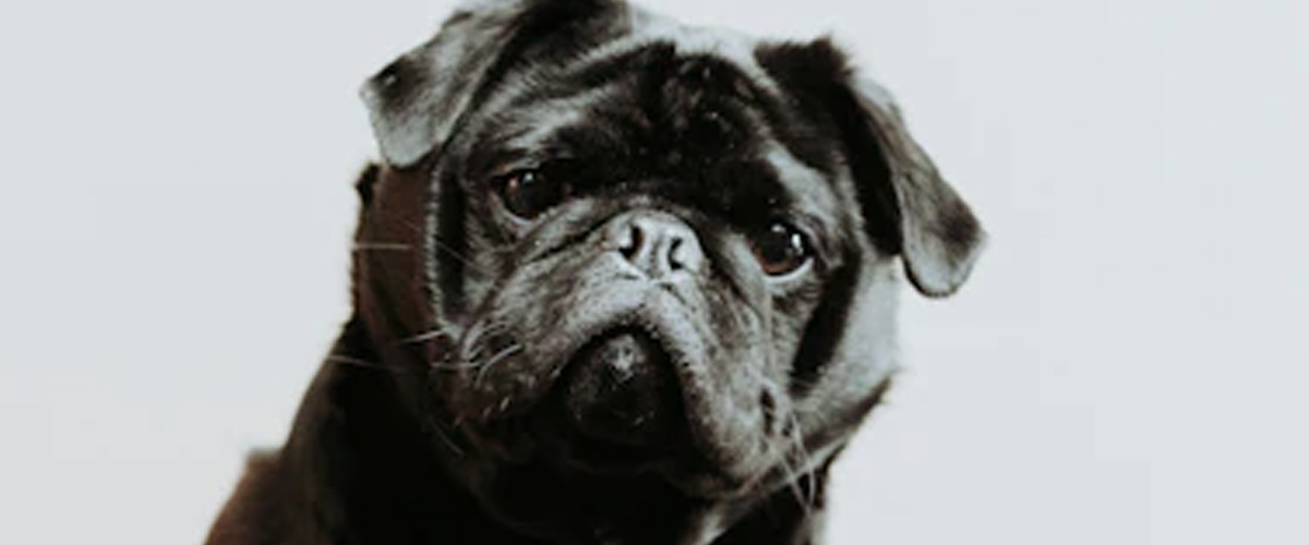 THE HIDDEN PUPPY LANGUAGE