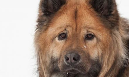 GROOMING YOUR DOG