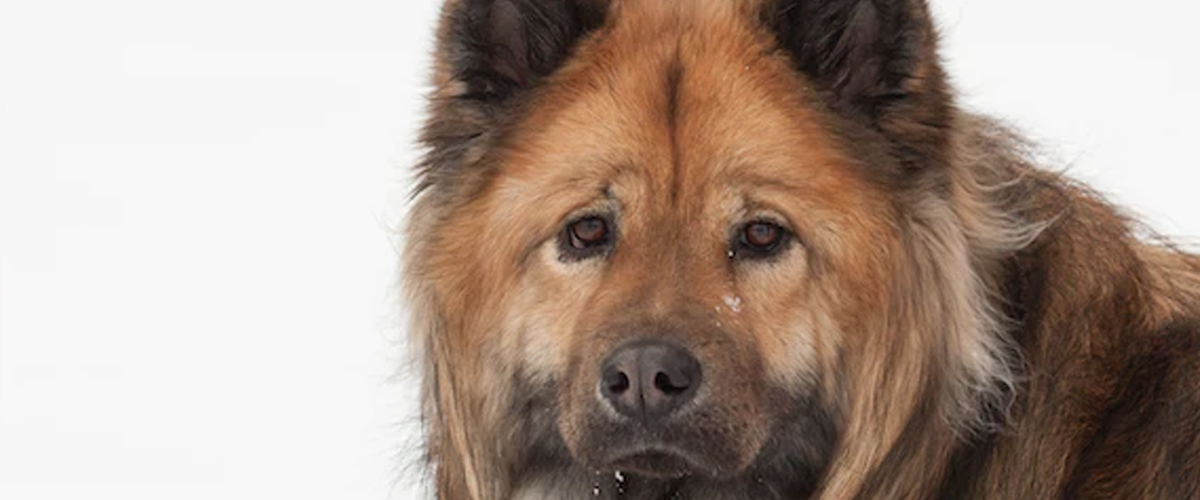 GROOMING YOUR DOG