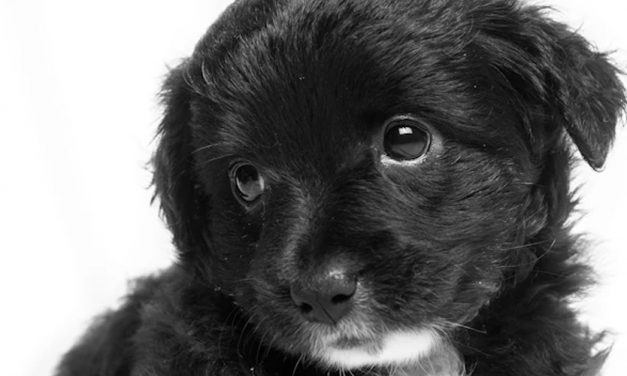 HUMAN EMOTION AND PUPPY BODY LANGUAGE