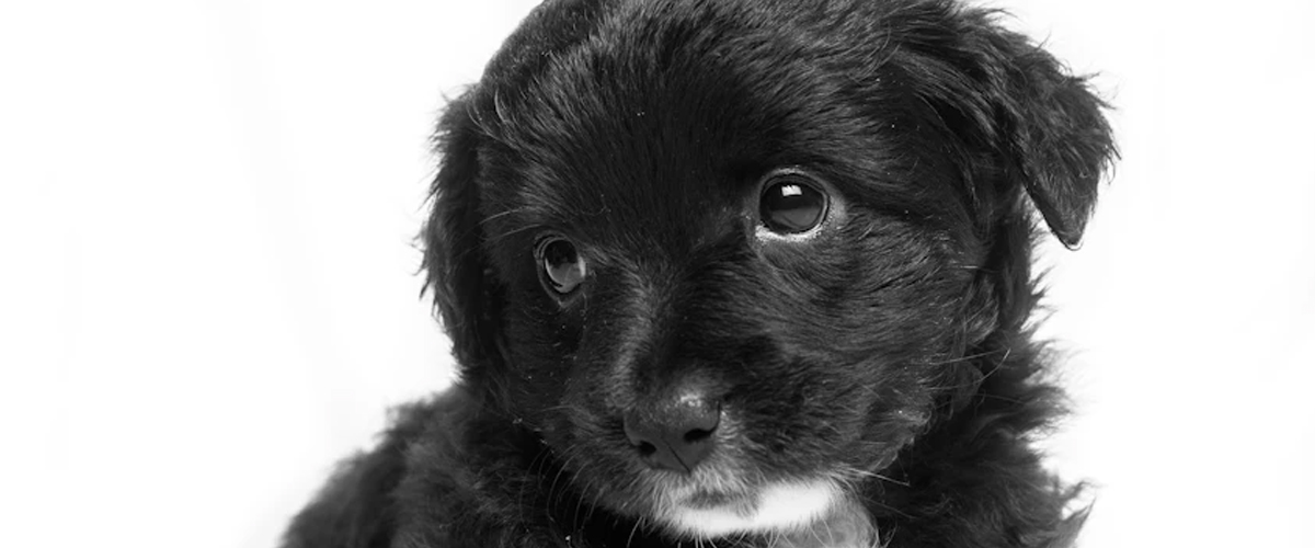 HUMAN EMOTION AND PUPPY BODY LANGUAGE