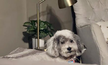 YOUR LIFESTYLE AND YOUR PUP