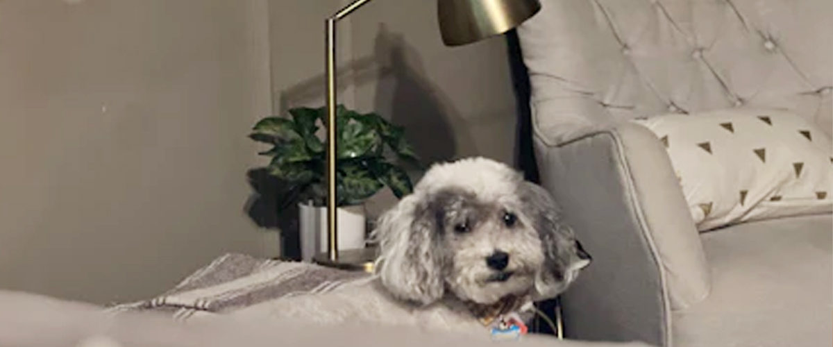 YOUR LIFESTYLE AND YOUR PUP