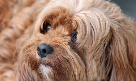 BRUSHING DOG FUR