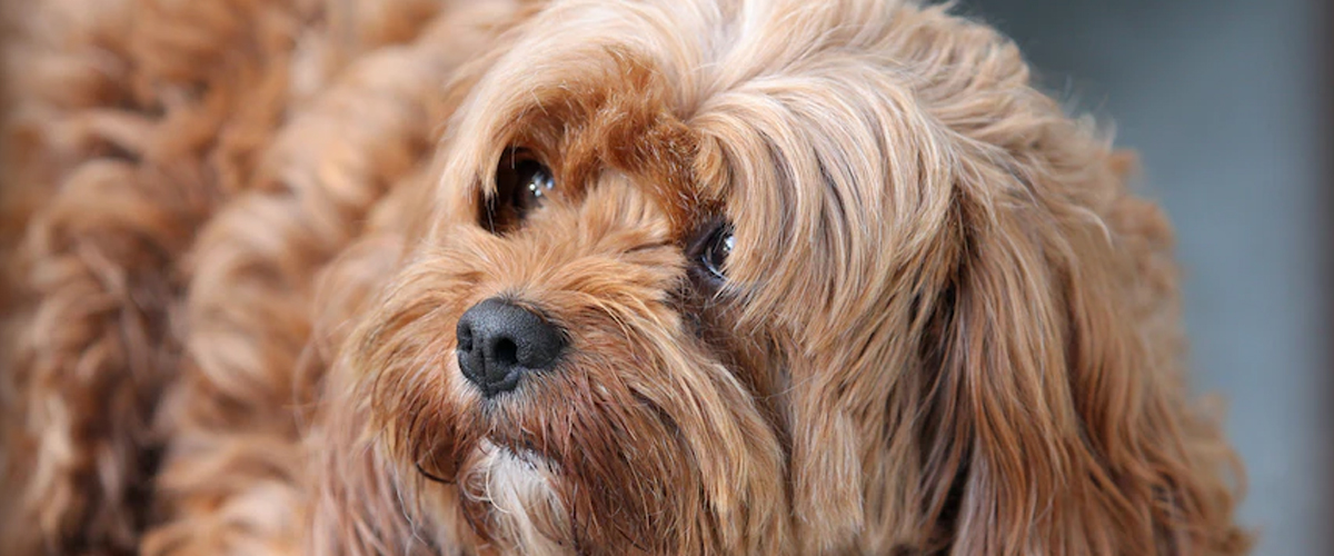 BRUSHING DOG FUR
