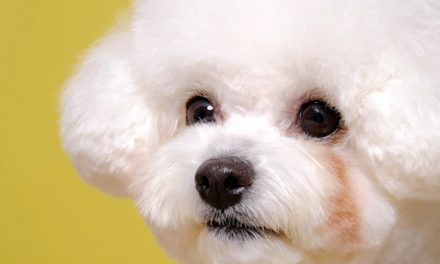 EXPLORING THE MYTHS AND TRUTHS ABOUT MALE AND FEMALE PUPPIES