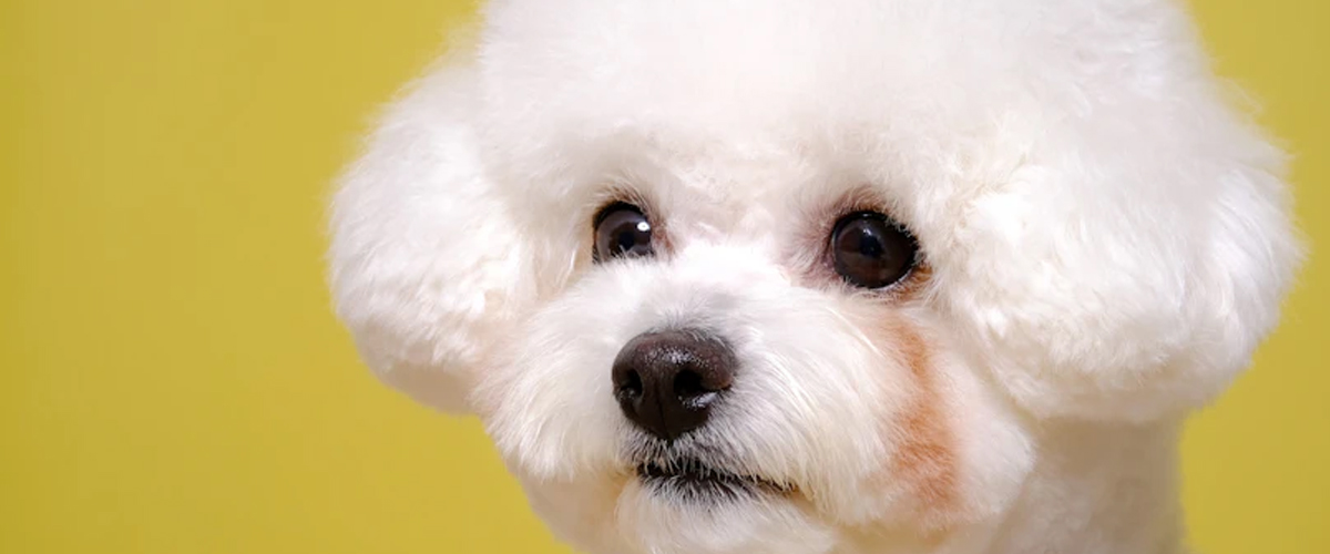 EXPLORING THE MYTHS AND TRUTHS ABOUT MALE AND FEMALE PUPPIES