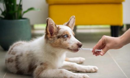 GIVING MEDICINE