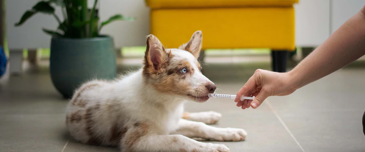 GIVING MEDICINE
