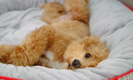THE ART OF CHOOSING THE PERFECT NAME FOR YOUR PUPPY