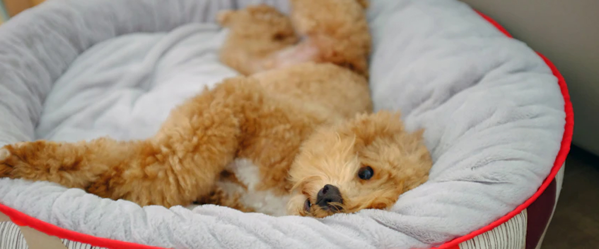 THE ART OF CHOOSING THE PERFECT NAME FOR YOUR PUPPY