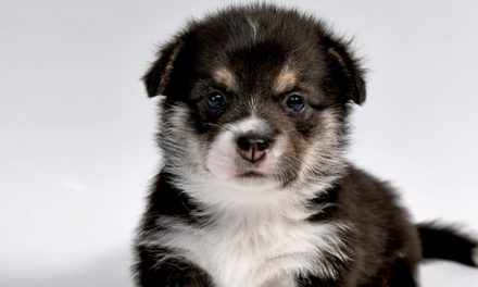 NAMING YOUR DOG