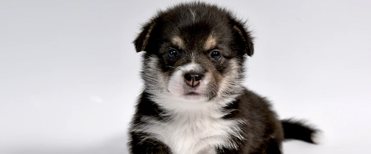 NAMING YOUR DOG