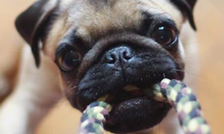PUNISH YOUR DOG?