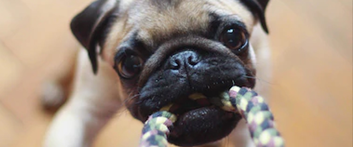 PUNISH YOUR DOG?