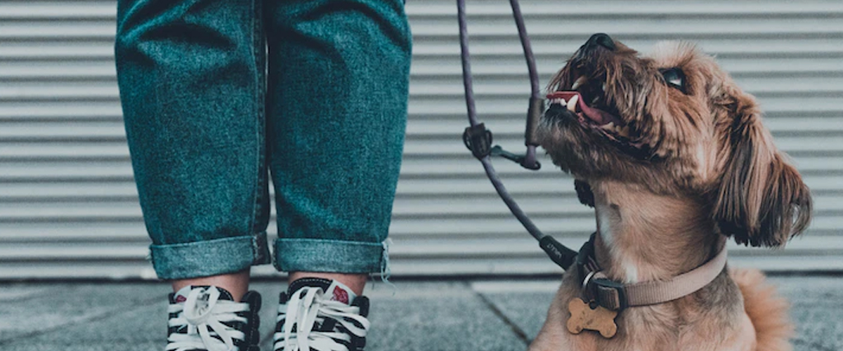 LEASH PULLING