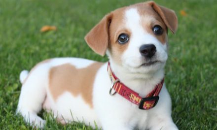 MY PUPPY EATS POOP