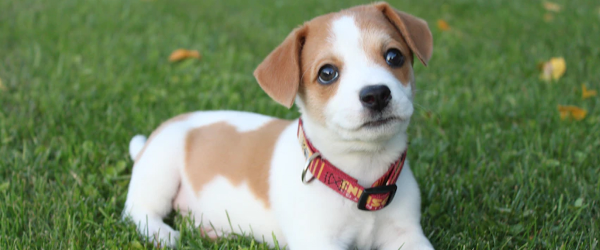 MY PUPPY EATS POOP