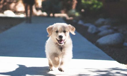 PUPPIES USE SOUND TO BUILD BONDS