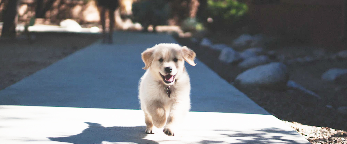 PUPPIES USE SOUND TO BUILD BONDS