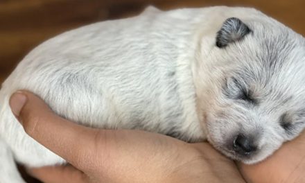 HOW TOUCH HELPS PUPPIES EXPERIENCE LIFE AROUND THEM