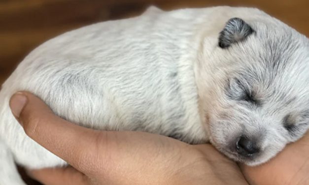 HOW TOUCH HELPS PUPPIES EXPERIENCE LIFE AROUND THEM