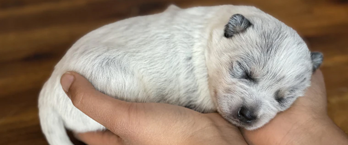 HOW TOUCH HELPS PUPPIES EXPERIENCE LIFE AROUND THEM