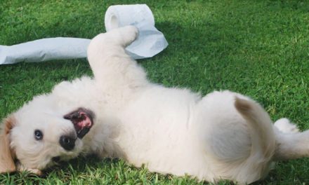 PUPPY ARRIVAL COUNTDOWN: A CREATIVE CALENDAR FOR ANTICIPATION AND CELEBRATION