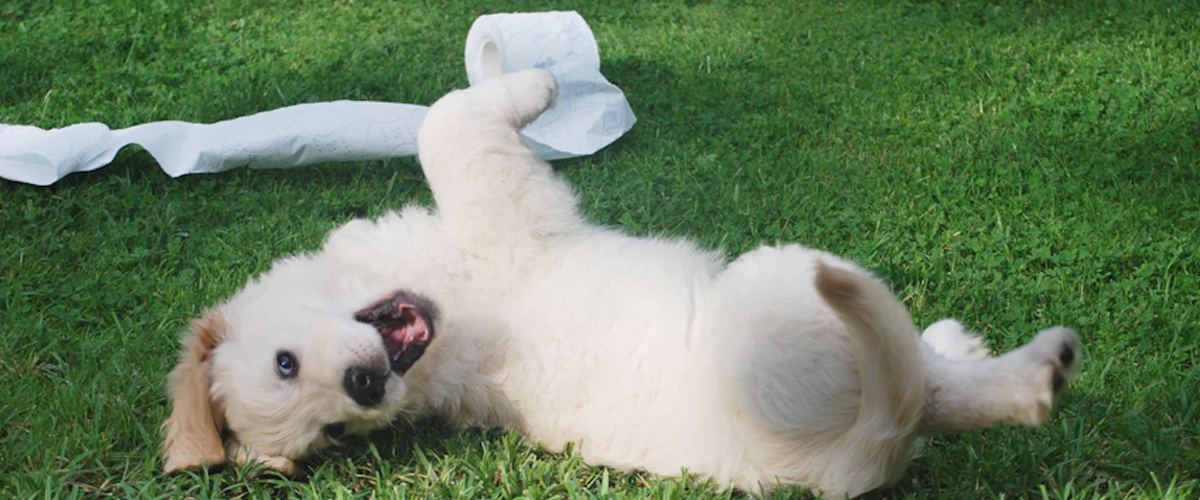PUPPY ARRIVAL COUNTDOWN: A CREATIVE CALENDAR FOR ANTICIPATION AND CELEBRATION
