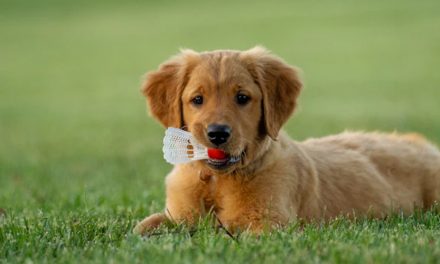HOW COLOUR CAN INFLUENCE YOUR CHOICE OF PUPPY