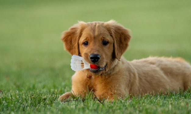 HOW COLOUR CAN INFLUENCE YOUR CHOICE OF PUPPY