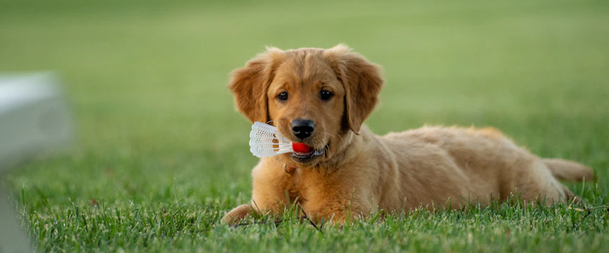 HOW COLOUR CAN INFLUENCE YOUR CHOICE OF PUPPY