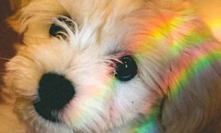 HOW COLOURS AND SHAPES INFLUENCE YOUR PUPPY