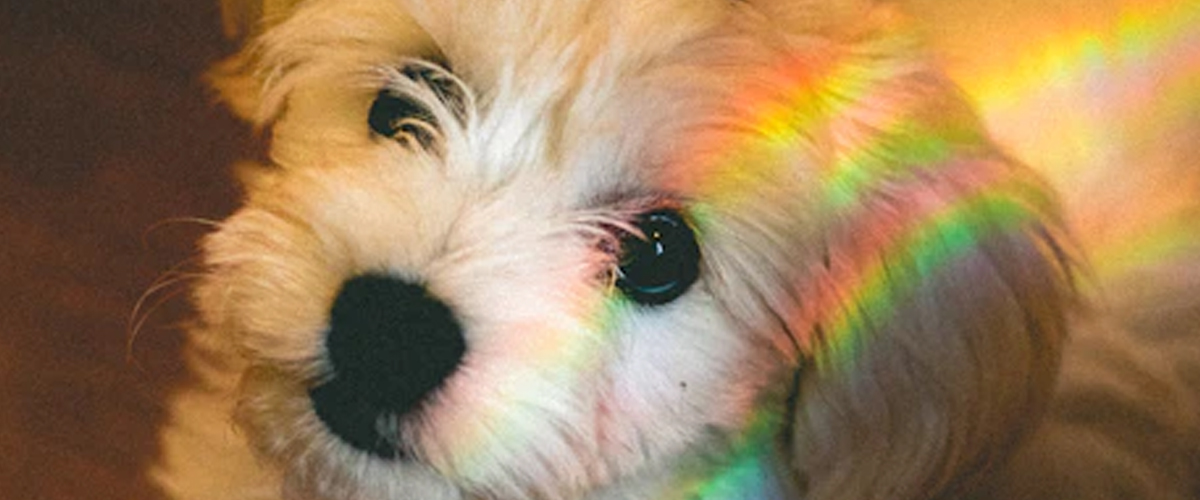 HOW COLOURS AND SHAPES INFLUENCE YOUR PUPPY