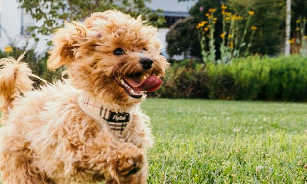 EXERCISING YOUR PUPPY