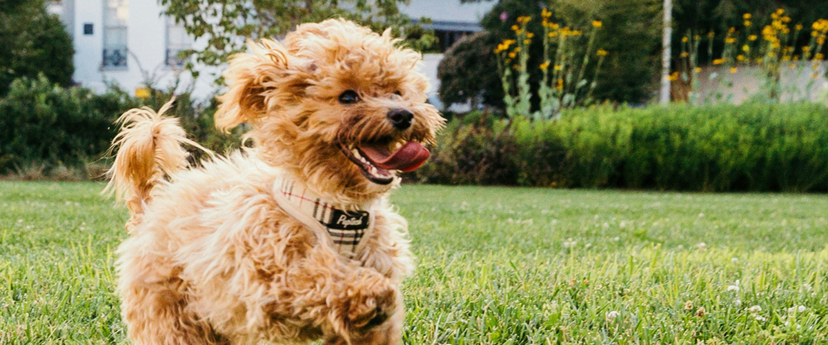 EXERCISING YOUR PUPPY