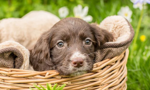 CREATING A PET-FRIENDLY GARDEN SANCTUARY FOR NATURE LOVERS